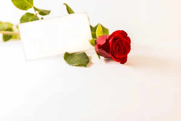 Rosa blomma och kort — Stockfoto