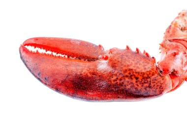 Istakoz pençe Close-Up