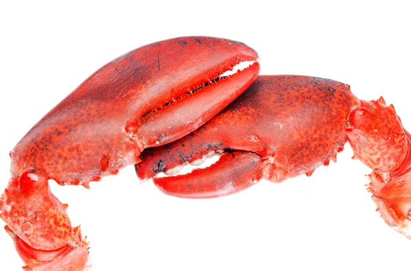 Close-up of Lobster claws — Stock Photo, Image