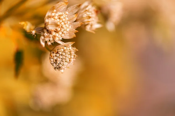 Flor de planta salvaje — Foto de Stock