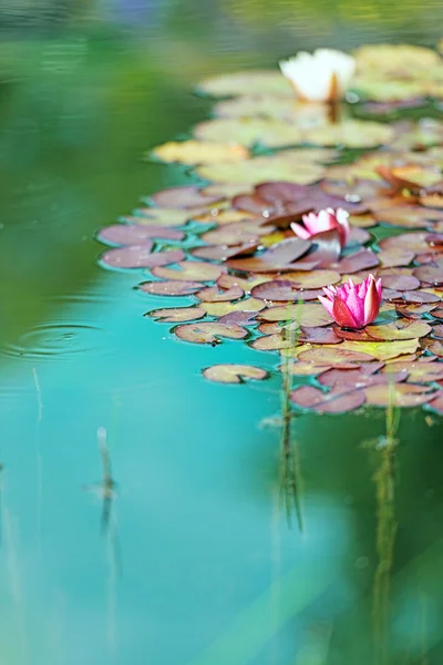 Красная водяная лилия в пруду — стоковое фото