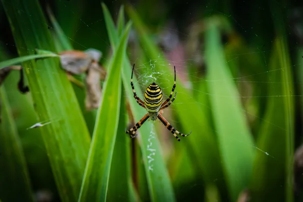 Wasp örümcek web üzerinde — Stok fotoğraf