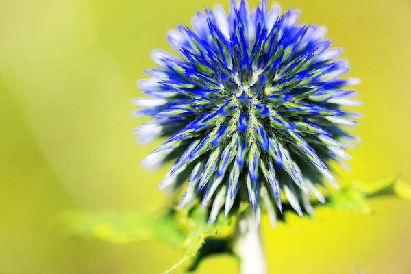 Wildpflanzenblume — Stockfoto