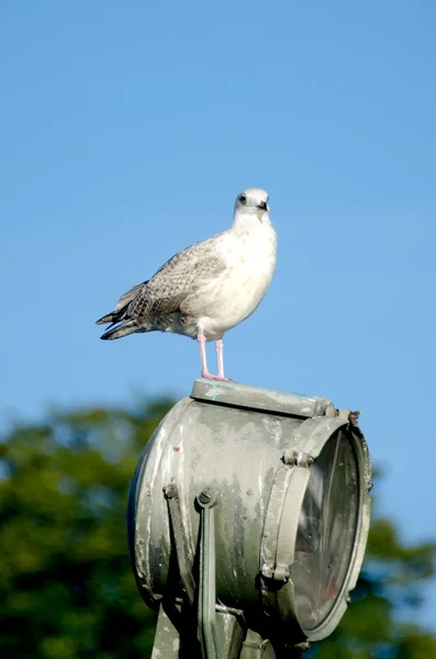 Seagull op hemelachtergrond — Stockfoto