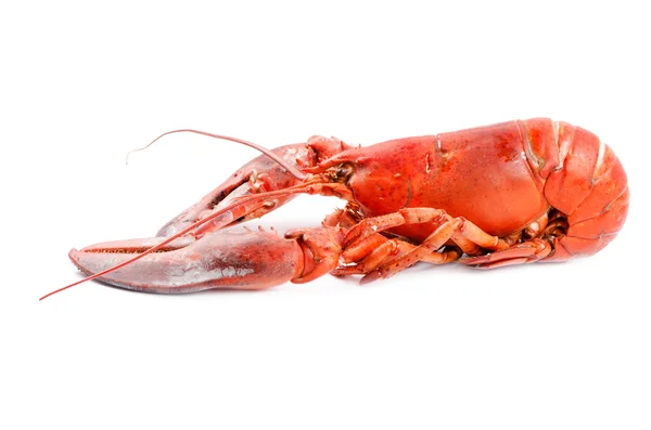 Red Boiled lobster — Stock Photo, Image