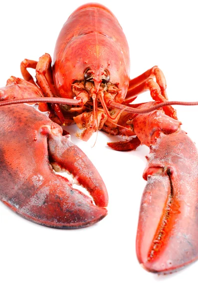 Red Boiled lobster — Stock Photo, Image