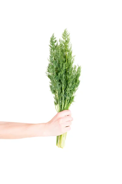 Hand holding Dill — Stock Photo, Image