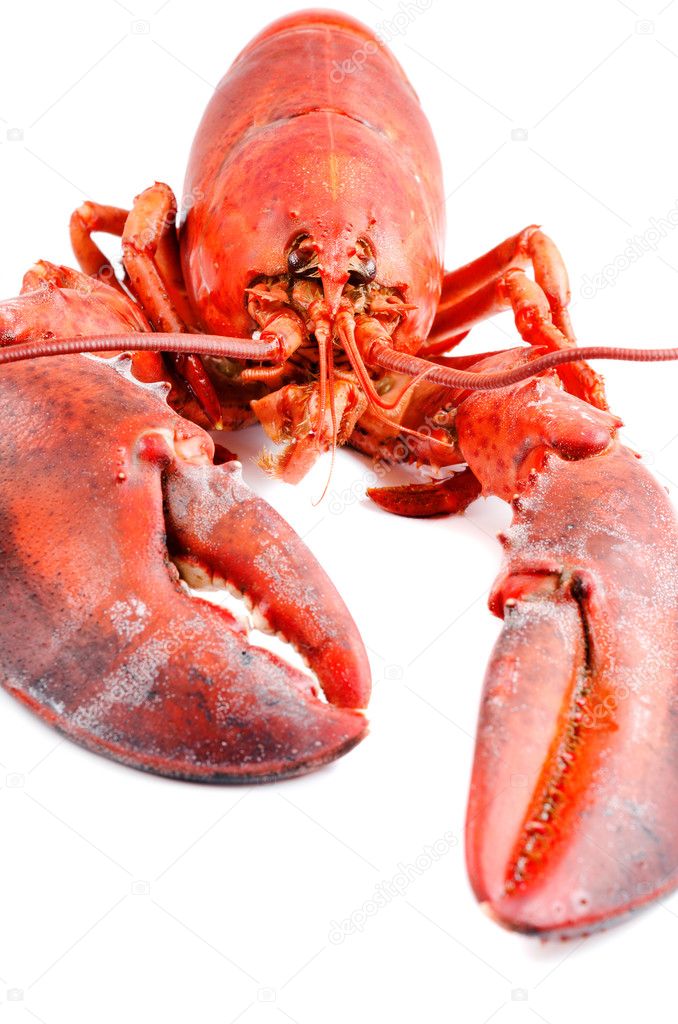 red Boiled lobster