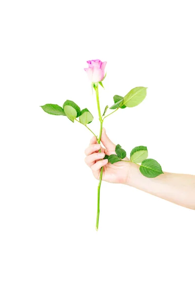 Main féminine tenant une seule rose — Photo