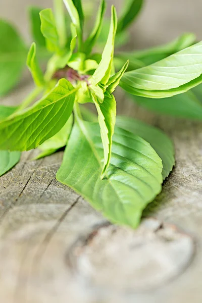 Basil leaves on wooden table — Stock Photo, Image