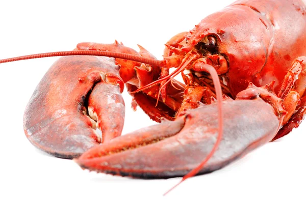 Boiled lobster isolated — Stock Photo, Image