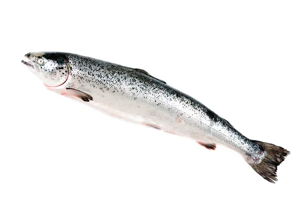 Sea trout isolated on white — Stock Photo, Image
