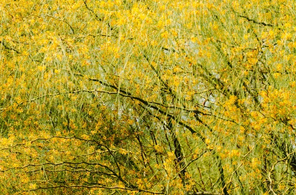 Tree brunches at fall — Stock Photo, Image