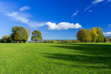 Ağaçları ile otsu çayır