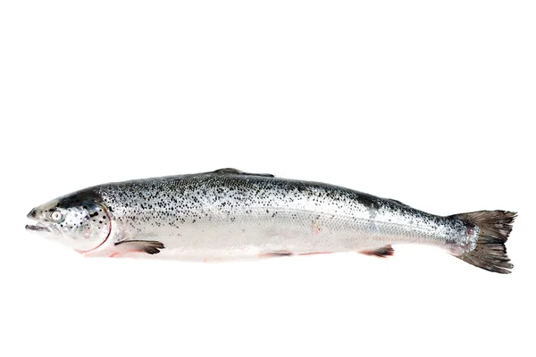 Sea trout on white background — Stock Photo, Image