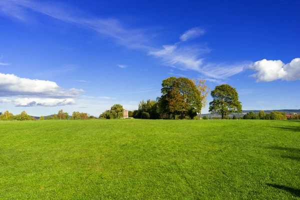 Grassy meadow with trees — Stock Photo, Image