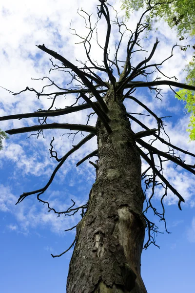 Bezlistne drzewa gałęzie — Zdjęcie stockowe