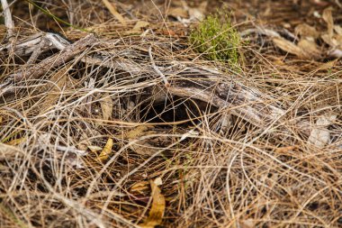 Ekolojide, habitat belirli bir türün hayatta kalmasını ve üremesini sağlayan bir alanda bulunan kaynak, fiziksel ve biyotik faktörler dizisidir. Bir tür habitatı, ekolojik olarak fiziksel bir dışavurum olarak görülebilir.