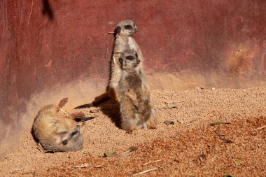 Mirket (Suricata suricatta), firavun faresi familyasından küçük bir etobur türü. Suricata cinsinin tek üyesidir. Mirketler Botsvana 'daki Kalahari Çölü' nün her yerinde Namibya ve güneydeki Namib Çölü 'nde yaşar.