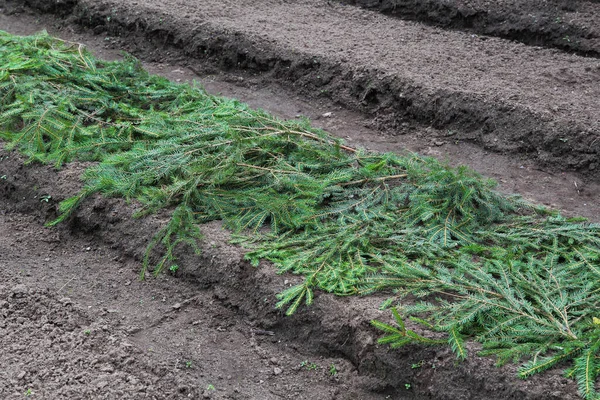 Proteção de geada de verduras de inverno com ramos de abeto. Fotos De Bancos De Imagens