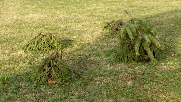 公園内のバラの茂みからの保護 ストックフォト