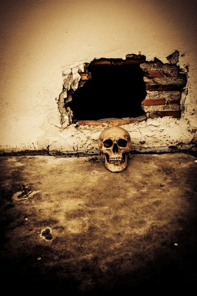 Human skull on breaking concrete wall in abandoned house — Stock Photo, Image