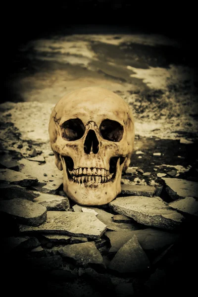 Ludzka czaszka na miejscu ruin — Zdjęcie stockowe