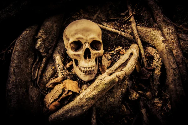 Crânio humano em ruínas lugar — Fotografia de Stock