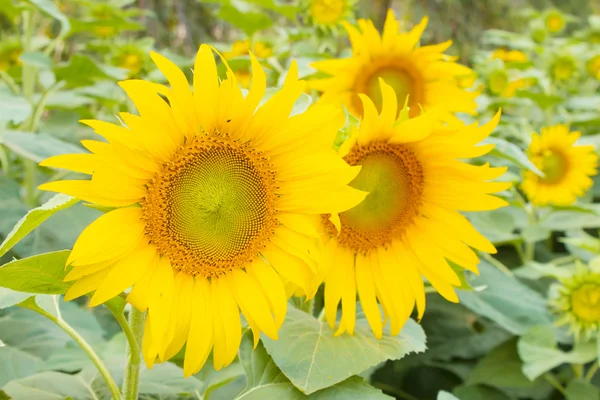 Sfondo girasole — Foto Stock