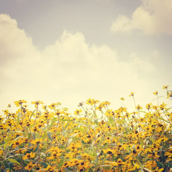 Fiore giallo con cielo nuvoloso sfondo, look vintage — Foto Stock