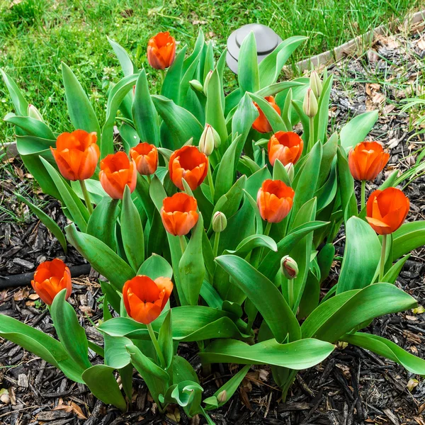 Tulipanes rojos en primavera —  Fotos de Stock