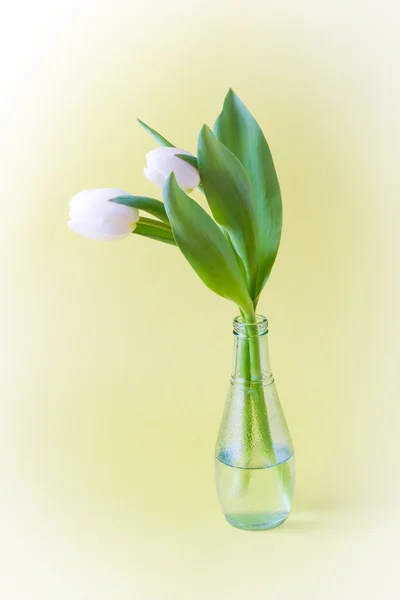 Tulipanes en jarrón de vidrio sobre fondo amarillo con viñeta —  Fotos de Stock