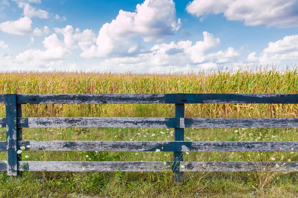 Gula sädesfält och blå himmel på sensommaren. — Stockfoto