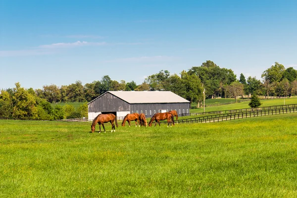 馬の農場の緑の牧草地。田舎の夏の風景. — ストック写真