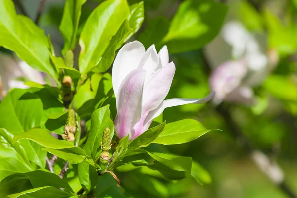 White - pink magnolia flower. — Stock Photo, Image