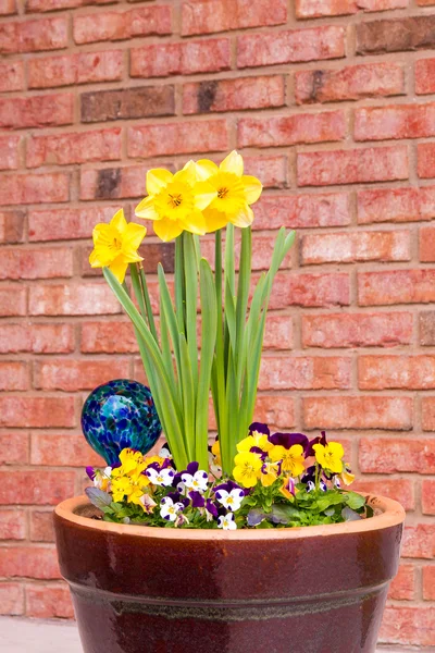 Vårblommor i blomkruka. — Stockfoto