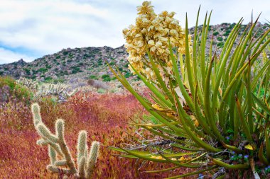 Desert wildflowers and cactus in bloom in Anza Borrego Desert. C clipart