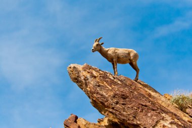 çöl bighorn koyun anza borrego Çölü'nde.