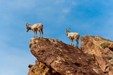 çöl bighorn koyun anza borrego Çölü'nde.