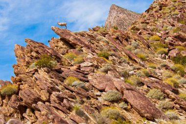 çöl bighorn koyun anza borrego Çölü'nde.