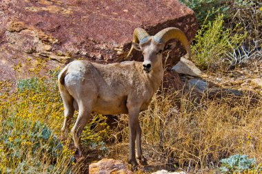 çöl bighorn koyun anza borrego Çölü'nde.