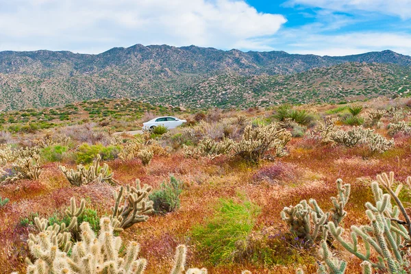 Woestijn wilde bloemen en cactus in bloei in anza-borrego desert. c — Stockfoto