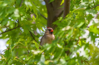 Kadın Kuzey Kardinal kuşu (Cardinalis cardinalis)