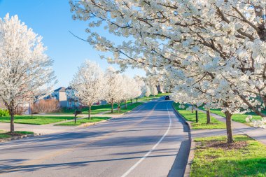 Springtime view of a street road lined by beautiful trees in blossom clipart