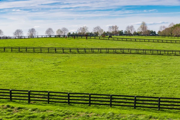 Groene weiden van paard boerderijen. land voorjaar landschap. — Stockfoto