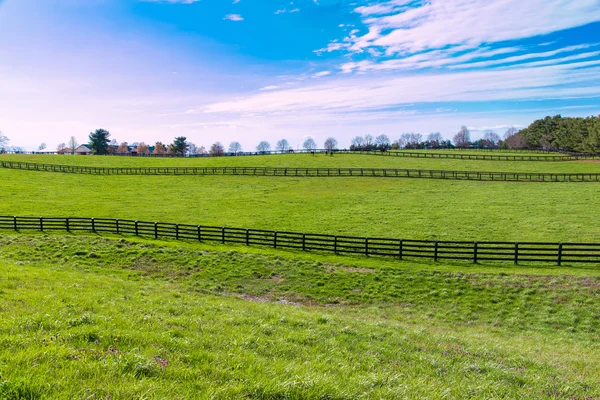 Pascoli verdi di allevamenti di cavalli. Paese paesaggio primaverile . — Foto Stock