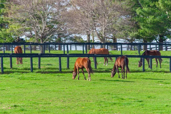 Paarden op de paardenboerderij. Landelijk landschap. — Stockfoto