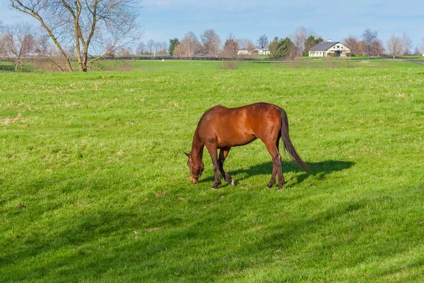 Paard grazen in groene weiden van paard boerderij. Land landschap — Stockfoto