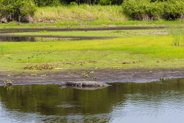 Büyük timsah Florida swamp dinlenme. — Stok fotoğraf