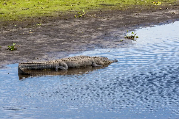 大きなワニがフロリダの泥地に浸漬. — ストック写真